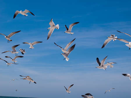 Beach houses at Mexico Beach, Florida.の写真素材