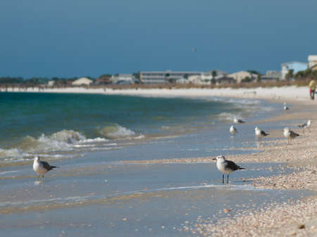 Beach houses at Mexico Beach, Florida.の写真素材