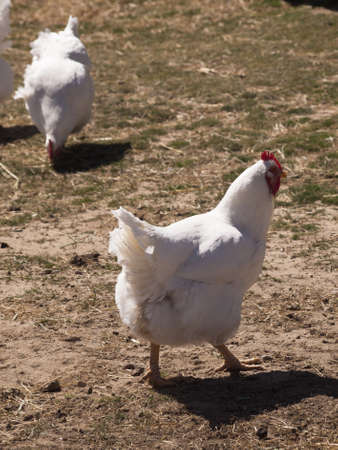 Free range foraging chicken at an organic farm.の写真素材
