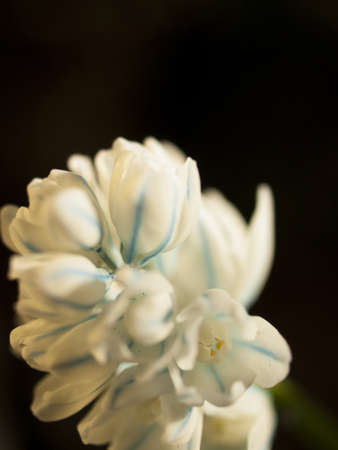 Spring garden in bloom with bridght flowers.の写真素材