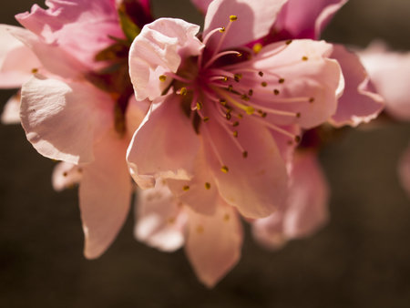 Spring garden in bloom with bridght flowers.の写真素材