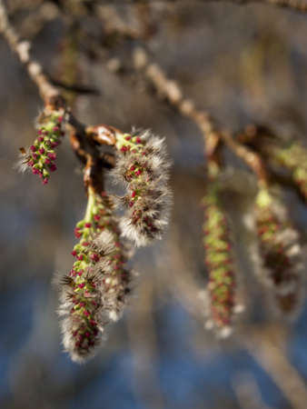 Spring garden in bloom with bridght flowers.の写真素材