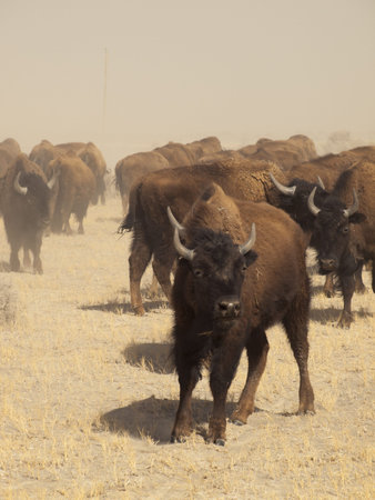 Buffalo herd on Zapata Ranch, Colorado. The high desert grasslands, alpine forests, wetlands, sand...