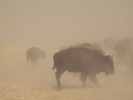 Buffalo herd on Zapata Ranch, Colorado. The high desert grasslands, alpine forests, wetlands, sand dunes, creeks and lush meadows offer one of the most scenic and ecologically diverse landscapes for bison ranch.の写真素材