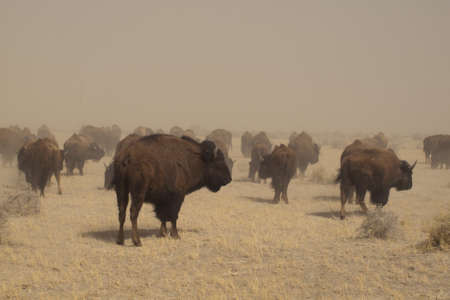 Buffalo herd on Zapata Ranch, Colorado. The high desert grasslands, alpine forests, wetlands, sand dunes, creeks and lush meadows offer one of the most scenic and ecologically diverse landscapes for bison ranch.の写真素材