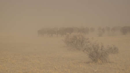 Buffalo herd on Zapata Ranch, Colorado. The high desert grasslands, alpine forests, wetlands, sand dunes, creeks and lush meadows offer one of the most scenic and ecologically diverse landscapes for bison ranch.の写真素材