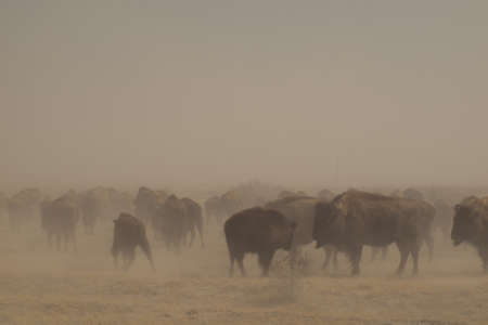 Buffalo herd on Zapata Ranch, Colorado. The high desert grasslands, alpine forests, wetlands, sand dunes, creeks and lush meadows offer one of the most scenic and ecologically diverse landscapes for bison ranch.の写真素材