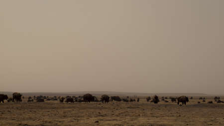Buffalo herd on Zapata Ranch, Colorado. The high desert grasslands, alpine forests, wetlands, sand dunes, creeks and lush meadows offer one of the most scenic and ecologically diverse landscapes for bison ranch.の写真素材
