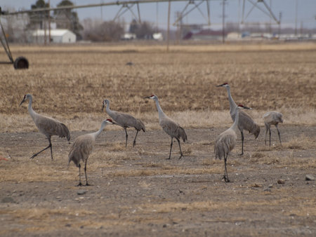 Sandhill cranes on farm field near Monte Vista, Colorado.の写真素材