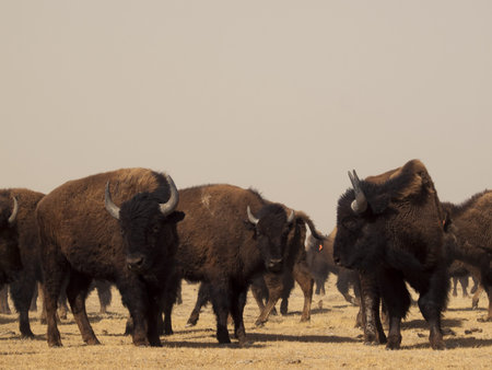 Buffalo herd on Zapata Ranch, Colorado. The high desert grasslands, alpine forests, wetlands, sand dunes, creeks and lush meadows offer one of the most scenic and ecologically diverse landscapes for bison ranch.の写真素材