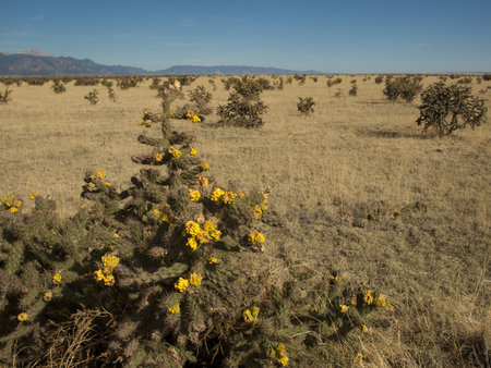 Prairie in Spring. Southern Colorado.