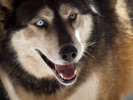 Large wolf in captivity.
