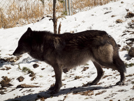 Large wolf in captivity.