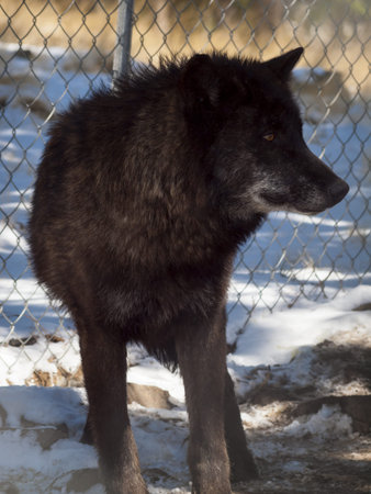 Large wolf in captivity.