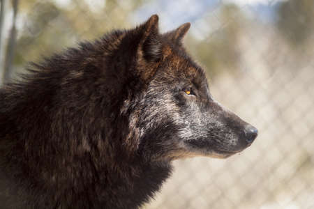 Large wolf in captivity.の写真素材