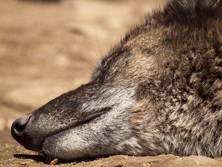 Large wolf in captivity.
