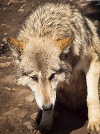 Large wolf in captivity.