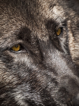 Large wolf in captivity.