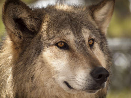 Large wolf in captivity.の写真素材