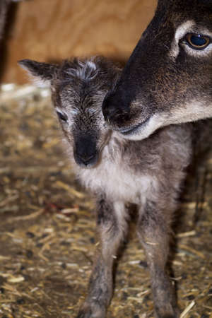 The Soay sheep is a primitive breed of domestic sheep descended from a population of feral sheep on  island of Soay in the St. Kilda Archipelago.の写真素材