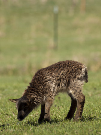 The Soay sheep is a primitive breed of domestic sheep descended from a population of feral sheep on ...