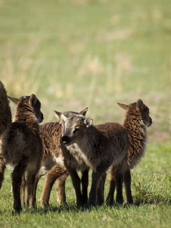 The Soay sheep is a primitive breed of domestic sheep descended from a population of feral sheep on  island of Soay in the St. Kilda Archipelago.の写真素材