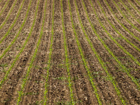 Morning on Colorado National Golf Course in Colorado.のeditorial素材
