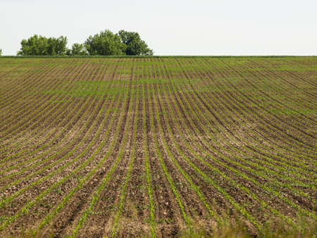 2012 Erie Town Fair and Balloon Festival. The balloon event is part of a day long street fair in the town of Erie.のeditorial素材