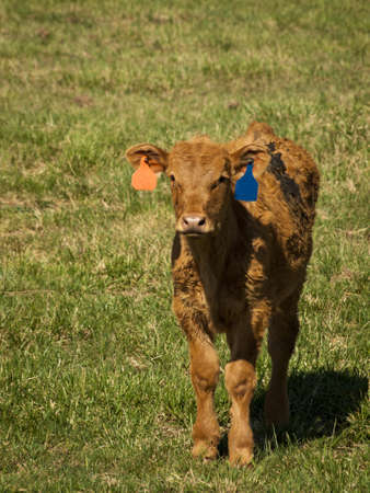 2012 Erie Town Fair and Balloon Festival. The balloon event is part of a day long street fair in the town of Erie.のeditorial素材