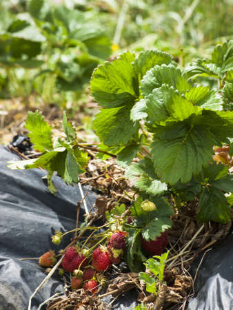 Picking rassberies on berry farm in Colorado.の写真素材