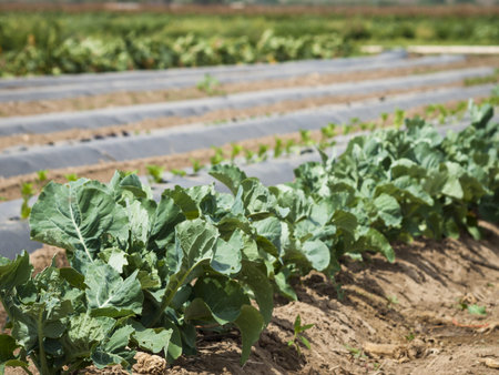 Organic vegetable garden on the far.
