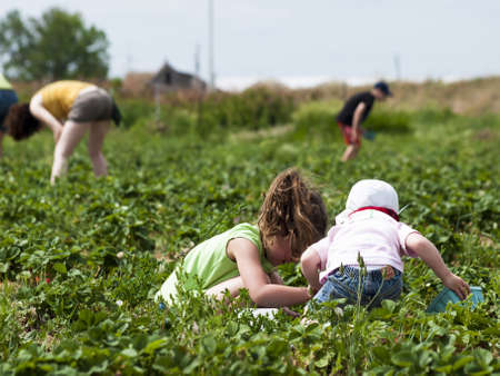 Picking rassberies on berry farm in Colorado.のeditorial素材