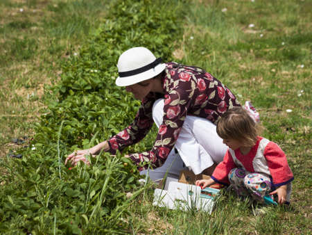 Picking rassberies on berry farm in Colorado.のeditorial素材
