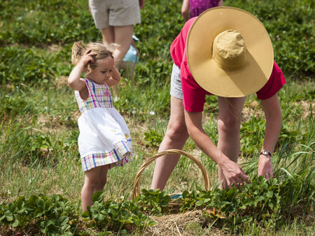 Picking rassberies on berry farm in Colorado.のeditorial素材