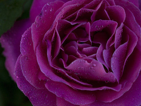 Close up of beautiful rose in the garden.の写真素材