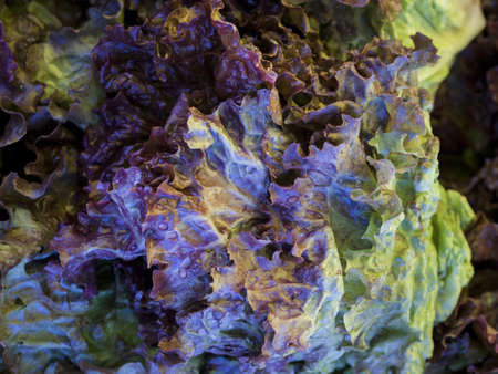 Fresh organic food at the local farmers market. Farmers markets are a traditional way of selling agricultural products.の写真素材