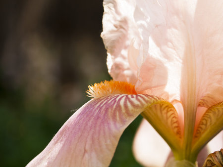 Blooming iris at the end of the bloom cycle.