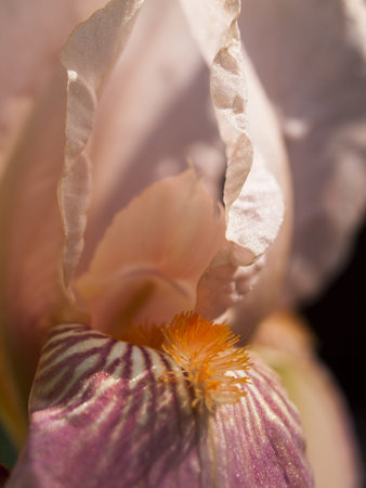 Blooming iris at the end of the bloom cycle.の写真素材