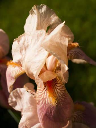 Blooming iris at the end of the bloom cycle.の写真素材