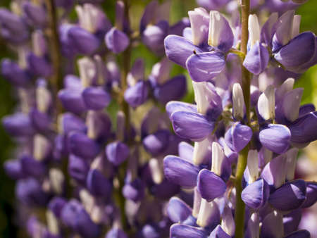 Blooming lupin in the garden.の写真素材