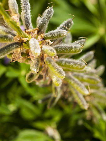 Lupin after the bloom in the garden.の写真素材