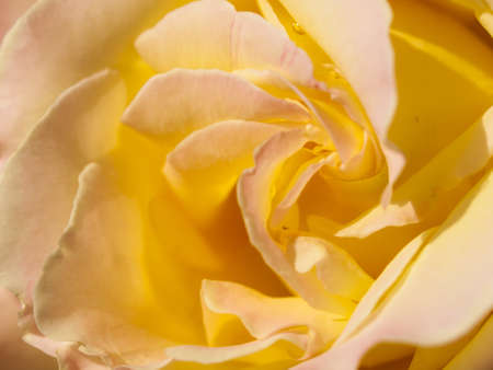 Close up of beautiful rose in the garden.の写真素材