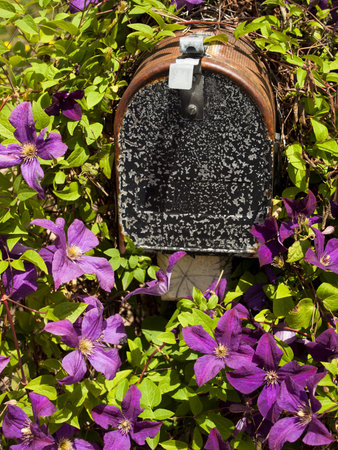 Blooming clematis in the garden.