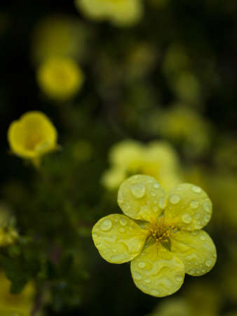 Blooming flowers in botanical gardens.の写真素材