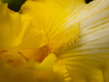 Blooming iris at the end of the bloom cycle.