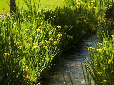 Blooming iris at the end of the bloom cycle.