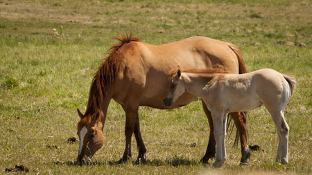 Horseback riders on a ranch in Colorado.のeditorial素材