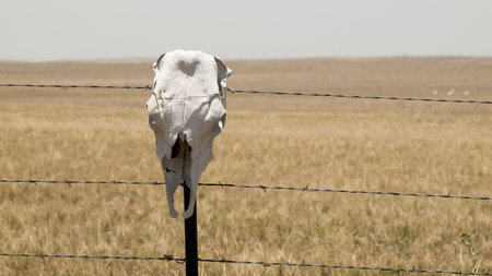 Fence with cow skulls around western ranch.の写真素材