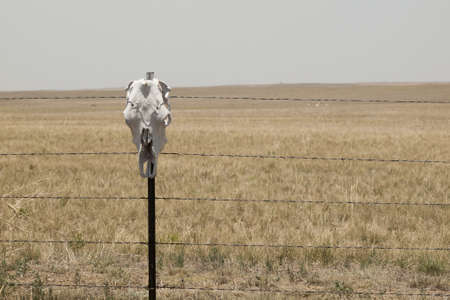 2012 Catholic School Girl Run in Fort Collins, Colorado.のeditorial素材