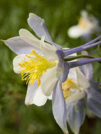Blue columbine in the Colorado Mountains.の写真素材